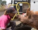 animals-saved-from-wild-fire-3077