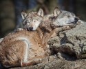 animals-using-each-other-as-pillows-3027