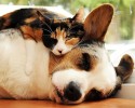 animals-using-each-other-as-pillows-3028