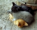 animals-using-each-other-as-pillows-3031