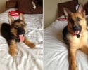 before-and-after-pictures-of-animals-3116