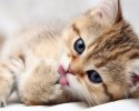 cute-animals-with-tongue-sticking-out-2907