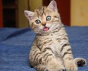 cute-animals-with-tongue-sticking-out-2908