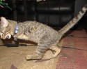 kitten-survives-weed-whacker-attack-3123