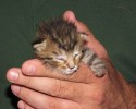 kitten-survives-weed-whacker-attack-3126