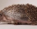 vera-the-hedhog-03037