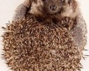 vera-the-hedhog-03039