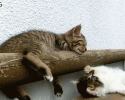 awesomelycute-funny-gifs-3718