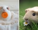 cutest-hamster-pics-3736