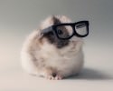 cutest-hamster-pics-3739