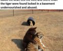 funny-animals-3741