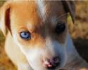 animals-with-different-eye-colors-3818