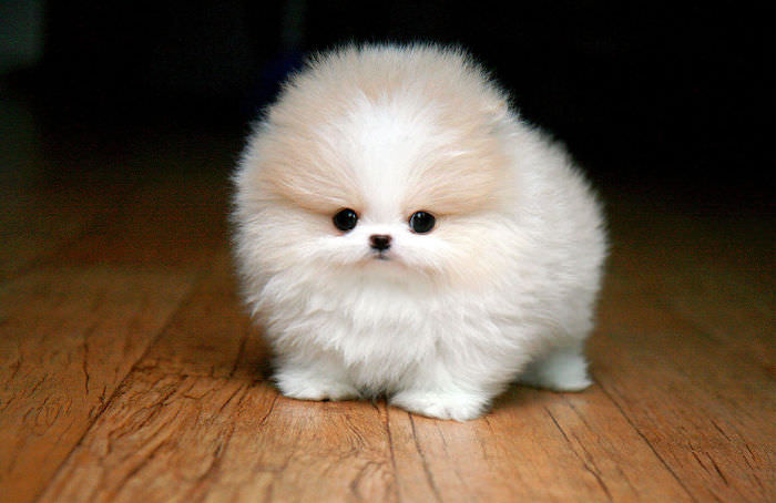 Super Cute Puppies Archives - Awesomelycute