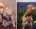 awesome-transformation-of-homeless-dogs-after-adoption-awesomelycute-com-4178