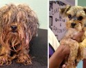 awesome-transformation-of-homeless-dogs-after-adoption-awesomelycute-com-4180