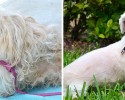 awesome-transformation-of-homeless-dogs-after-adoption-awesomelycute-com-4181
