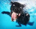 awesome-underwater-photography-of-dogs-4133