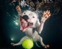 awesome-underwater-photography-of-dogs-4147