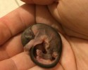 baby-squirrel-awesomelycute-com-4110