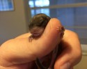 baby-squirrel-awesomelycute-com-4115