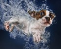 amazing-underwater-puppy-photography-seth-casteels-44929