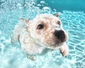 amazing-underwater-puppy-photography-seth-casteels-44935