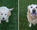 awesomelycute-com-before-and-after-pictures-of-dogs-growing-up-4237