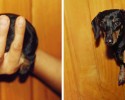 awesomelycute-com-before-and-after-pictures-of-dogs-growing-up-4243