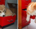 awesomelycute-com-before-and-after-pictures-of-dogs-growing-up-4245