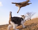 cats-jumping-3