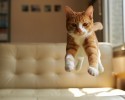cats-jumping-5