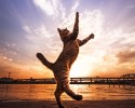 cats-jumping-7