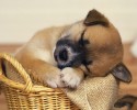 sleepy-animals-awesomelycute-com-4291