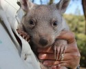 adorable-orphaned-wombat-finds-home-11