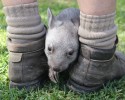 adorable-orphaned-wombat-finds-home-14