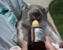 adorable-orphaned-wombat-finds-home-2