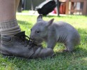 adorable-orphaned-wombat-finds-home-5