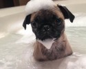 animals-given-a-bath-10-28-2014-3