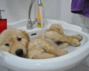 animals-given-a-bath-10-28-2014-9