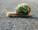 painted-snail-shell-to-prevent-stepping-on-them-10-22-2014-9