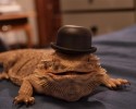 awesomelycute-animals-wearing-hats-7