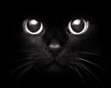 black-cats-awesomelycute.com-16