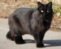 black-cats-awesomelycute.com-5