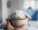 cup-of-cuteness-13