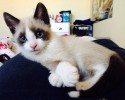 cute-kittens-awesomelycute.com-4