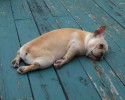 pooped-out-puppies-awesomelycute-com-13