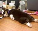 pooped-out-puppies-awesomelycute-com-14