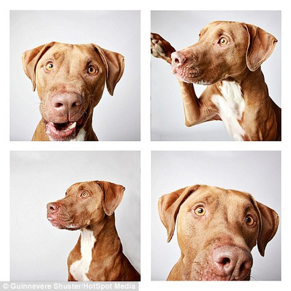 These dogs are put through a professional photo shoot in order to ...