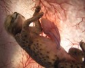animals-in-the-womb-10