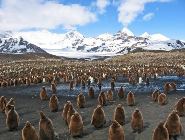 19 of the cutest baby penguin pictures you'll see